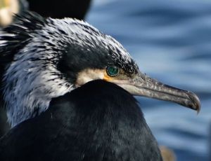 Ad:  karabatak.JPG
Gsterim: 2020
Boyut:  19.8 KB