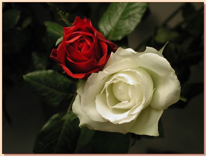 Ad:  gul_379.jpg
Gsterim: 282
Boyut:  32.1 KB