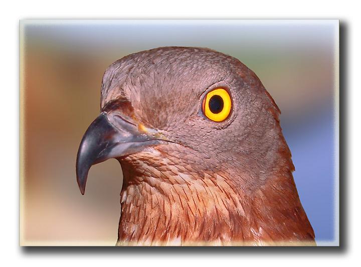 Ad:  honey-buzzard-4.jpg
Gsterim: 206
Boyut:  50.2 KB