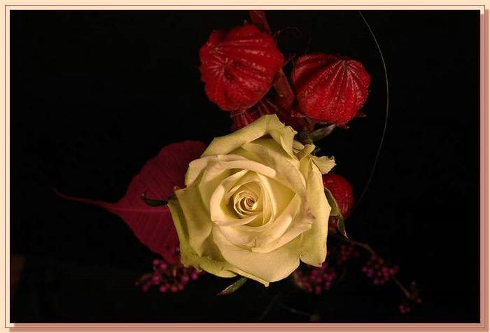 Ad:  gul_380.jpg
Gsterim: 223
Boyut:  30.2 KB