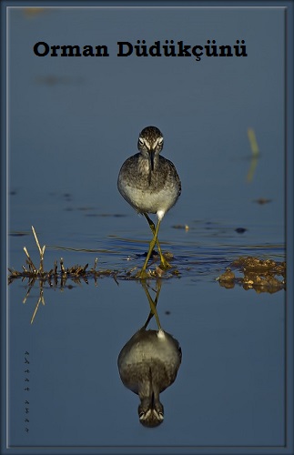 Ad: düdükçünü.jpg
Gösterim: 410
Boyut: 35.0 KB