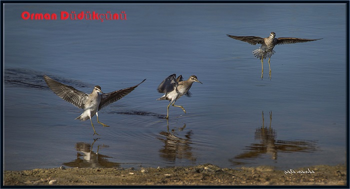 Ad: Orman-düdükçünü.jpg
Gösterim: 358
Boyut: 93.0 KB