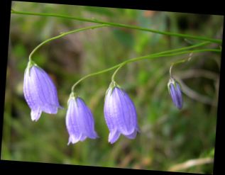 Ad:  Campanula cespitosa.jpg
Gsterim: 2397
Boyut:  11.9 KB