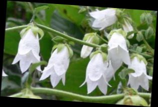 Ad:  Beyaz an iei (Campanula alliariifolia).JPG
Gsterim: 1574
Boyut:  20.9 KB
