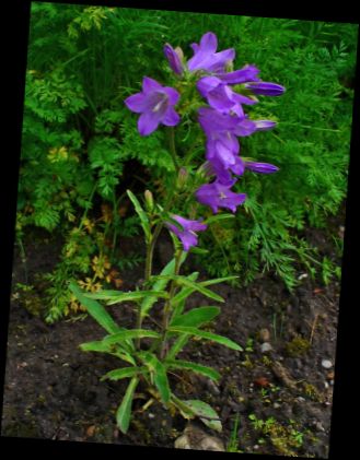 Ad:  Campanula sibirica.JPG
Gsterim: 1233
Boyut:  33.3 KB