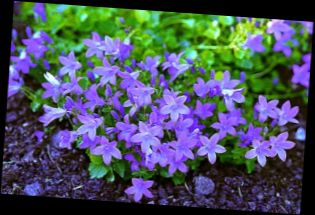 Ad:  Campanula Portenschlagiana.jpg
Gsterim: 1087
Boyut:  20.1 KB