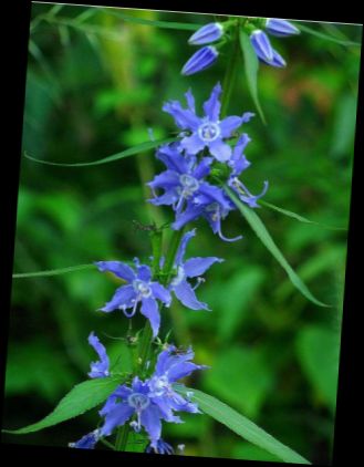 Ad:  Amerika an iei (Campanula americana).jpg
Gsterim: 1786
Boyut:  29.4 KB