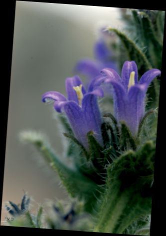 Ad:  Erciyes an iei (Campanula argaea).JPG
Gsterim: 1607
Boyut:  32.8 KB