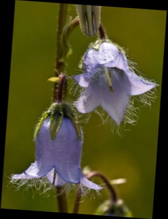 Ad: Sakallı çan çiçeği (Campanula barbata).JPG
Gösterim: 1848
Boyut: 24.7 KB