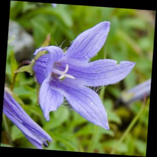 Ad: Tüylü çiçekli çan çiçeği (Campanula chamissonis).jpg
Gösterim: 1764
Boyut: 18.0 KB