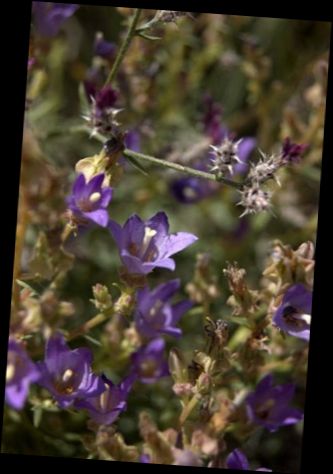 Ad:  Campanula damboldtiana.jpg
Gsterim: 1508
Boyut:  25.8 KB