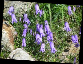 Ad:  Campanula excisa.jpg
Gsterim: 1319
Boyut:  26.0 KB