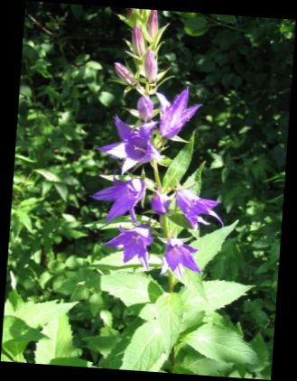 Ad: Geniş yapraklı çan çiçeği (Campanula latifolia).jpg
Gösterim: 1412
Boyut: 31.8 KB