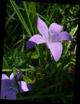 Ad:  Yaylc an iei (Campanula patula).jpg
Gsterim: 1207
Boyut:  22.8 KB