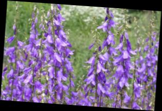 Ad: Sürünücü çan çiçeği (Campanula rapunculoides).jpg
Gösterim: 1160
Boyut: 18.4 KB