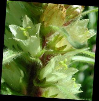 Ad: Sarı çan çiçeği (Campanula thyrsoides).JPG
Gösterim: 1154
Boyut: 26.1 KB