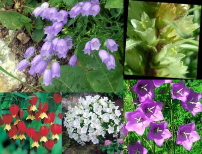 Ad: çan çiçeği.jpg
Gösterim: 1444
Boyut: 39.3 KB