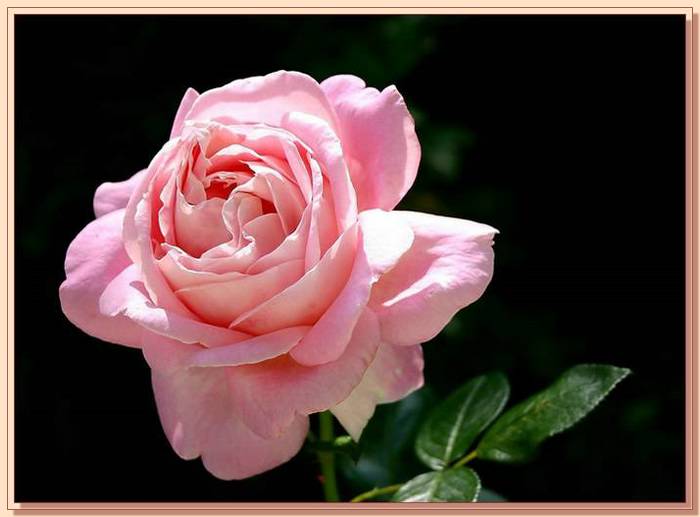 Ad:  gul_382.jpg
Gsterim: 385
Boyut:  36.2 KB