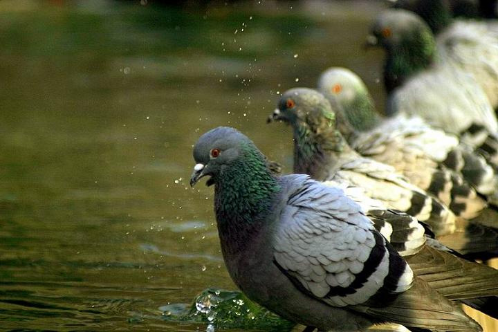 Ad:  thurst.jpg
Gsterim: 435
Boyut:  52.7 KB