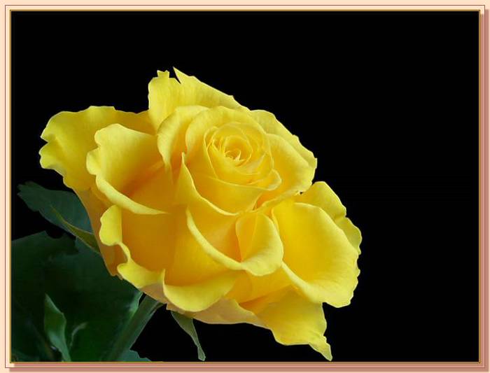 Ad:  gul_383.jpg
Gsterim: 326
Boyut:  32.4 KB