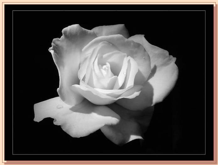 Ad:  gul_385.jpg
Gsterim: 268
Boyut:  30.2 KB