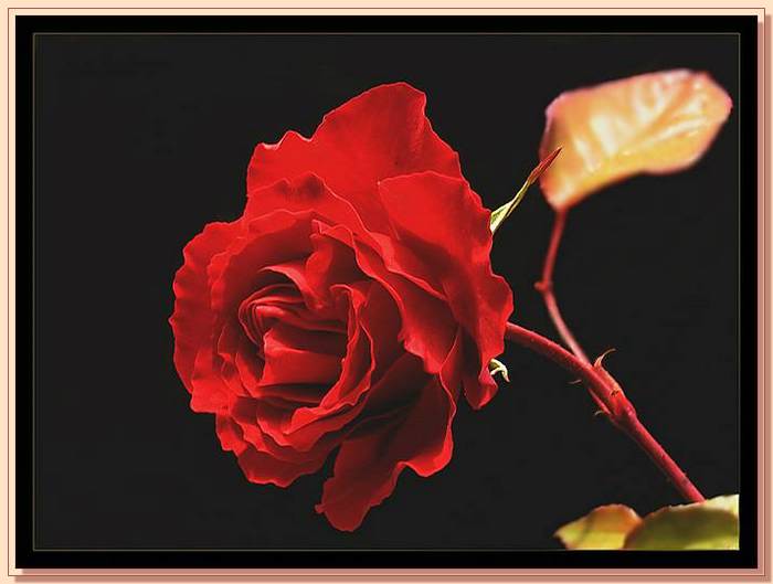 Ad:  gul_388.jpg
Gsterim: 331
Boyut:  36.1 KB