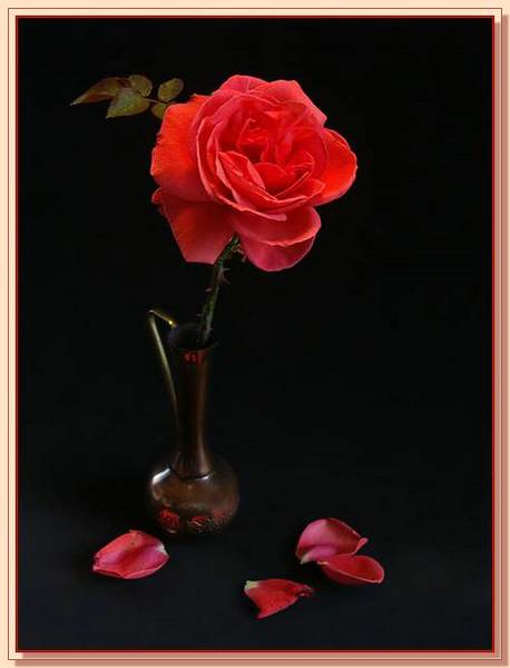 Ad:  gul_387.jpg
Gsterim: 426
Boyut:  22.9 KB