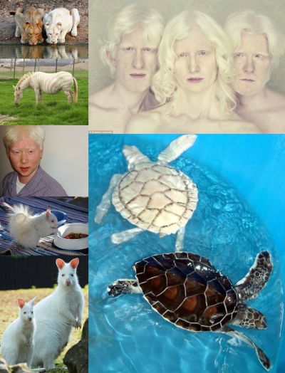 Ad:  albinizm1.jpg
Gsterim: 700
Boyut:  43.3 KB