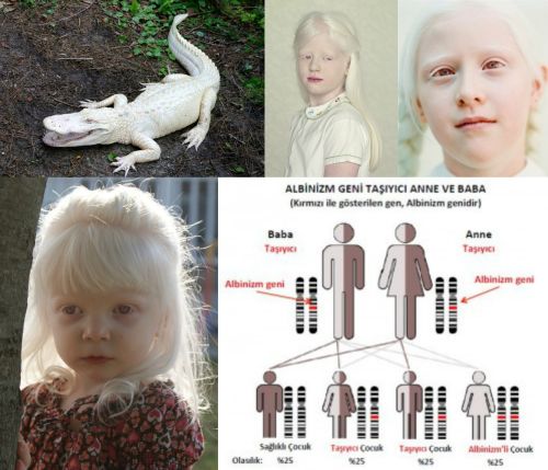 Ad:  albinizm0.jpg
Gsterim: 1817
Boyut:  43.5 KB