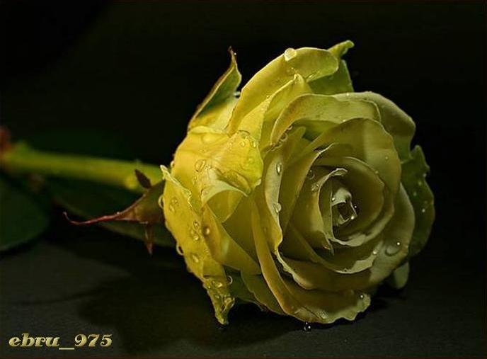 Ad:  Sunu1D.jpg
Gsterim: 382
Boyut:  31.7 KB