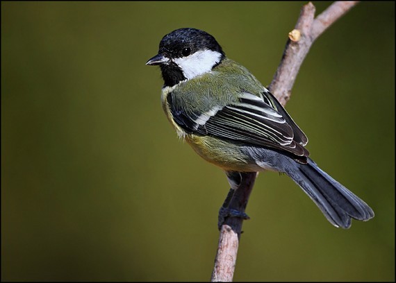 Ad: 1260024229b-y-k-bastankara-8.jpg
Gösterim: 1637
Boyut: 37.9 KB