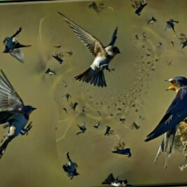 Ad: kır kırlangıcı.jpg
Gösterim: 369
Boyut: 56.5 KB Ad: kır kırlangıcı.jpg
Gösterim: 369
Boyut: 56.5 KB