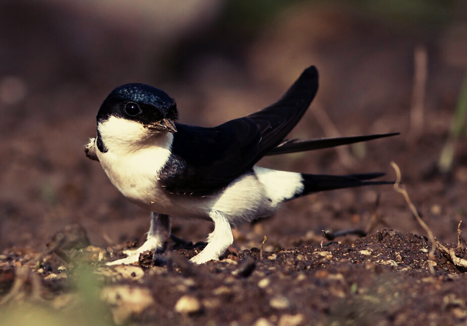 Ad:  kr krlangc.jpg
Gsterim: 542
Boyut:  371.1 KB