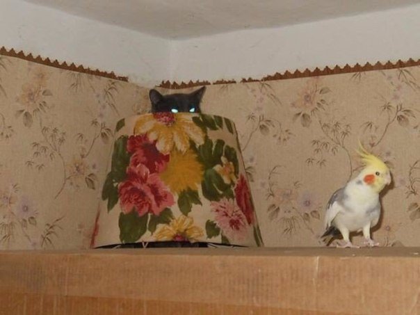 Ad:  10.jpg
Gsterim: 175
Boyut:  40.8 KB