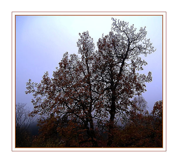 Ad:  foggy_morning_tl_f.jpg
Gsterim: 172
Boyut:  127.1 KB