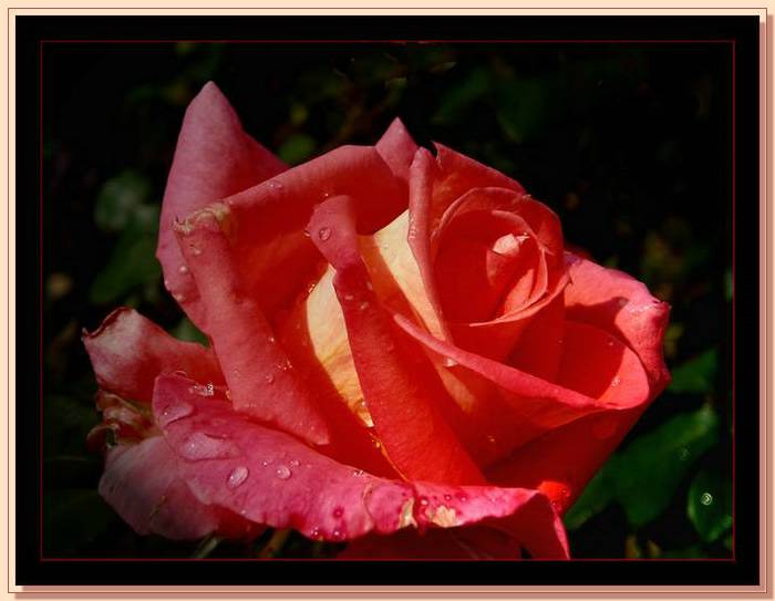 Ad:  gul_392.jpg
Gsterim: 315
Boyut:  39.4 KB