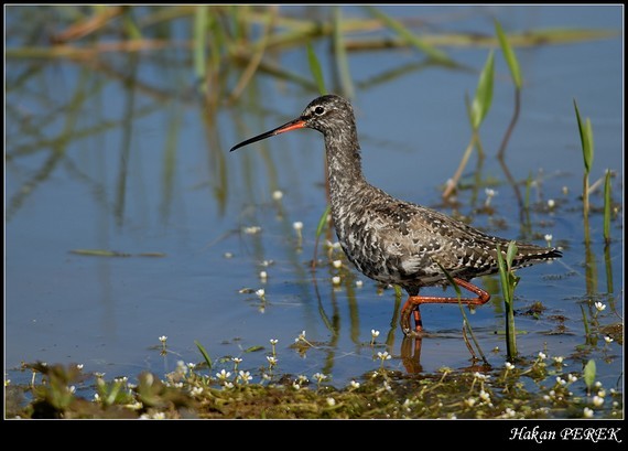 Ad: Kara Kızılbacak.jpg
Gösterim: 304
Boyut: 58.1 KB