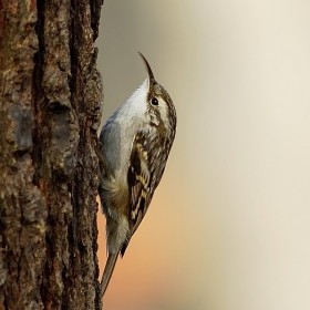 Ad:  Bahe Trmak Kuu.jpg
Gsterim: 867
Boyut:  19.2 KB