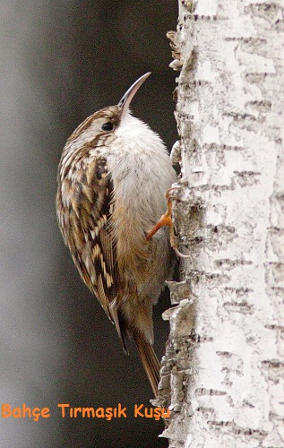 Ad:  Bahe trmak.jpg
Gsterim: 615
Boyut:  81.6 KB