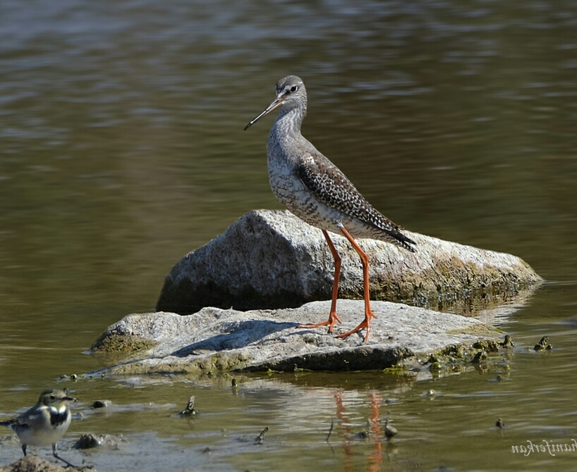 Ad: kara kızılbacak.jpg
Gösterim: 315
Boyut: 385.5 KB
