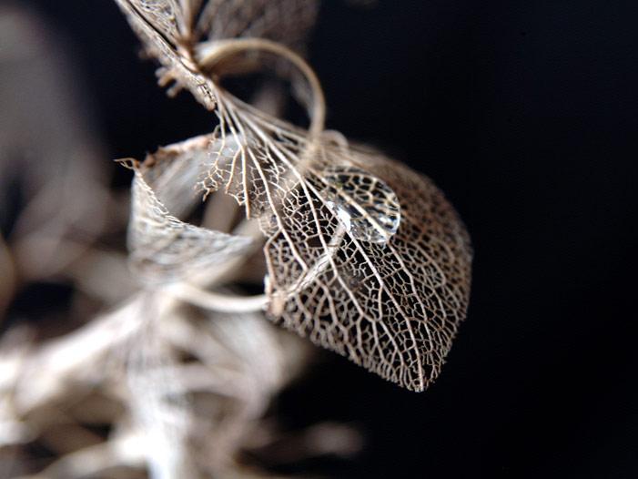 Ad:  dscf1070--drop-tl.jpg
Gsterim: 330
Boyut:  38.8 KB