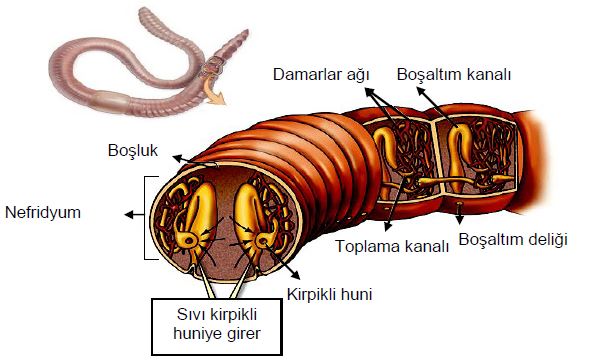Al�nt�daki Ek 51734