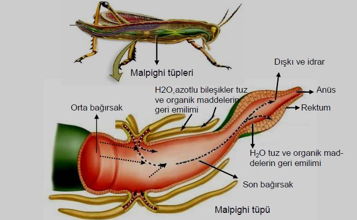 Ad:  bs4.JPG
Gsterim: 4866
Boyut:  51.7 KB