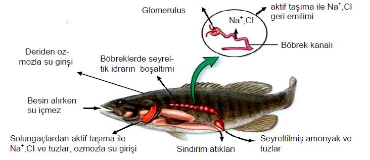 Al�nt�daki Ek 51736