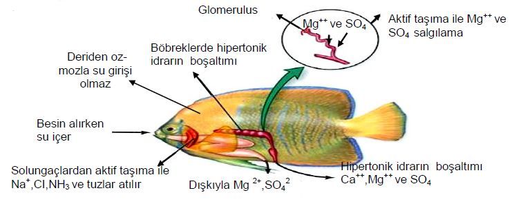 Al�nt�daki Ek 51737