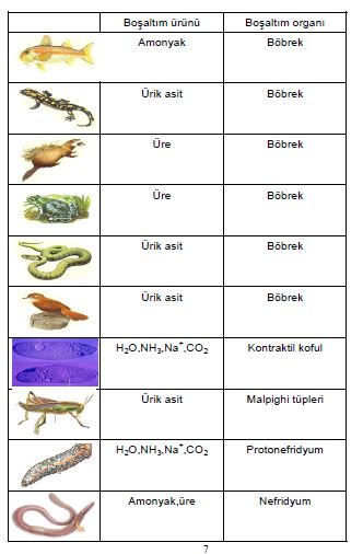 Ad:  bs7.JPG
Gsterim: 4871
Boyut:  37.6 KB