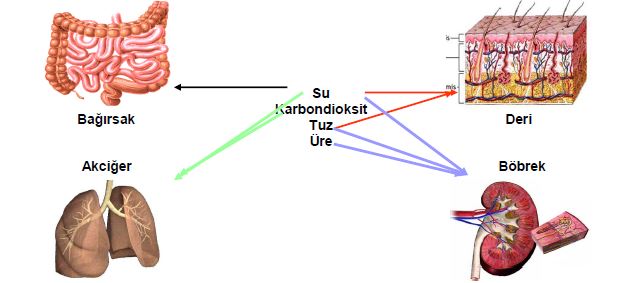 Al�nt�daki Ek 51743