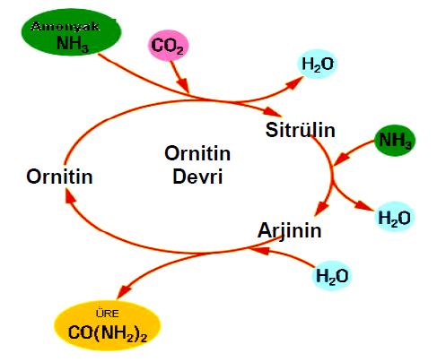 Al�nt�daki Ek 51744