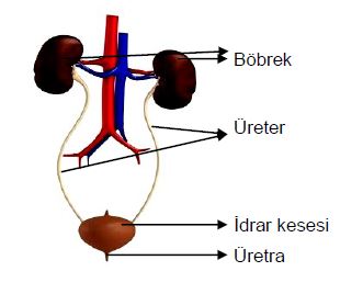 Al�nt�daki Ek 51745