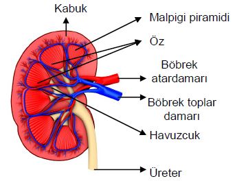 Ad:  bs5.JPG
Gsterim: 5828
Boyut:  27.0 KB